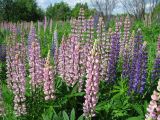 Lupinus × regalis. Цветущие растения. Подмосковье, Одинцовский р-н, луг около дачных участков. 14.06.2009.