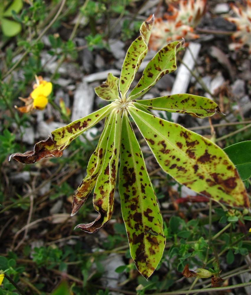 Image of Lupinus polyphyllus specimen.