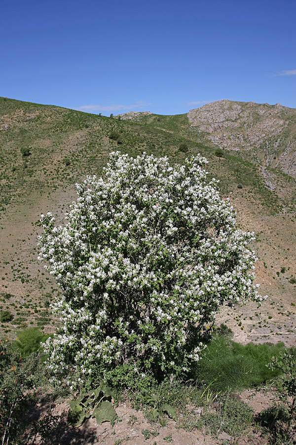 Изображение особи Lonicera nummulariifolia.