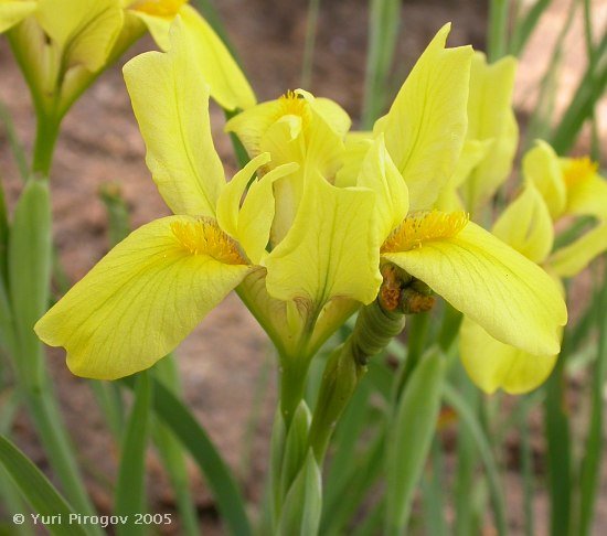 Image of Iris pineticola specimen.