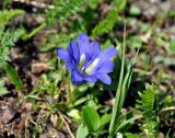 Gentiana grandiflora. Цветущее растение. Тува, Тоджинский р-н, долина р. Аржаан-Хем, луговой склон. 08.07.2015.