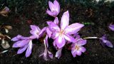 Colchicum speciosum. Цветки. Крым, г. Севастополь, в культуре. 05.11.2015.