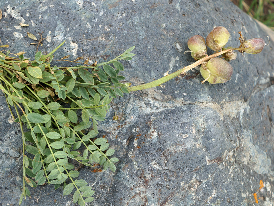 Image of Astragalus skorniakowii specimen.