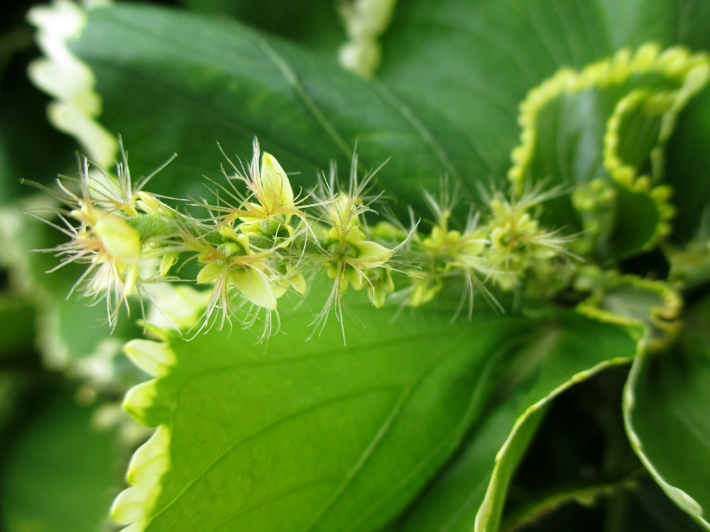 Image of Acalypha wilkesiana specimen.