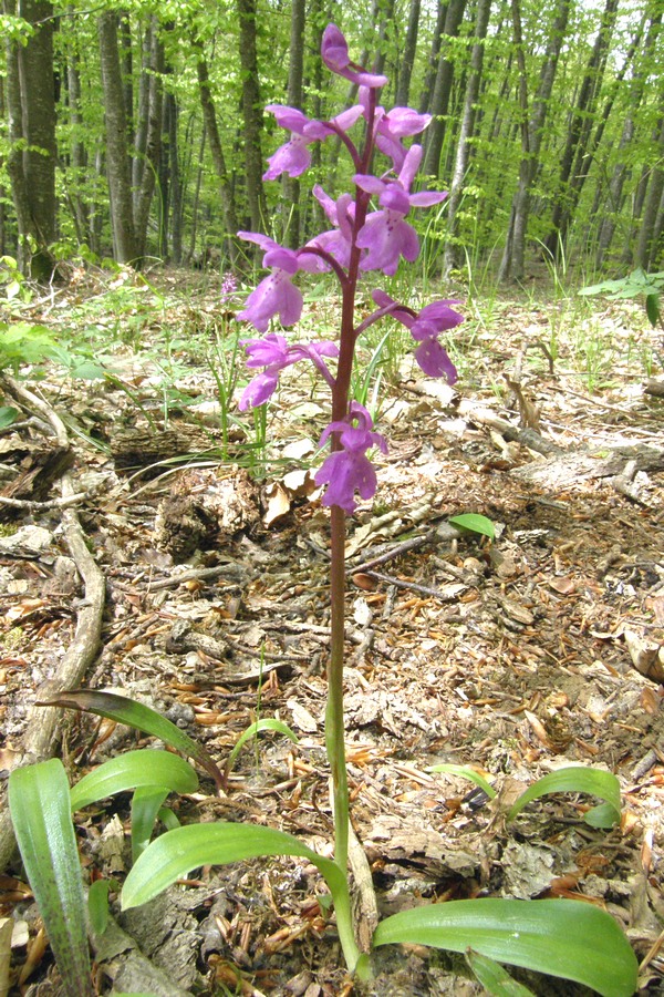 Изображение особи Orchis mascula.