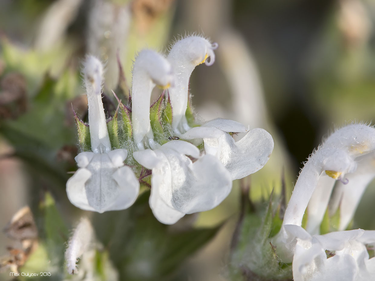 Image of Salvia aethiopis specimen.