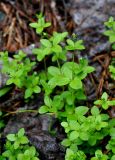 Galium rotundifolium. Верхушки расцветающих растений. Карачаево-Черкесия, окр. пос. Архыз, хребет Абишира-Ахуба, смешанный лес (выс. около 1600 м н.у.м.). 15.06.2015.