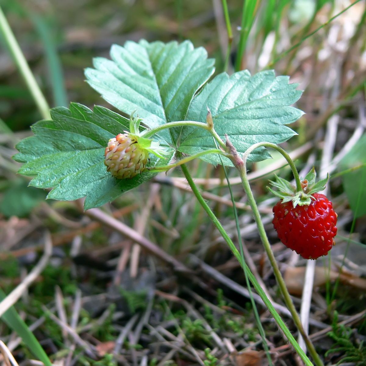 Изображение особи Fragaria vesca.