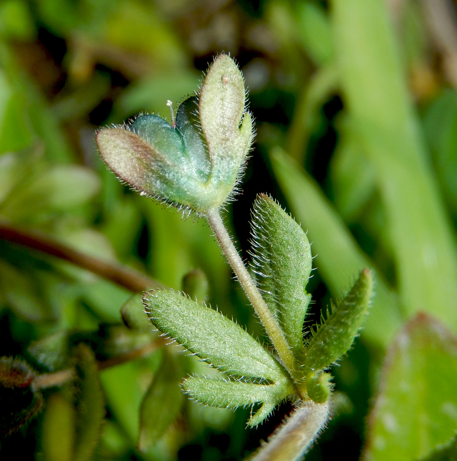 Image of Veronica triphyllos specimen.