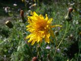 Sonchus arvensis подвид uliginosus. Верхушка растения с цветущей, с нераспустившимися и отцветшими соцветиями-корзинками. Челябинская обл., окр. г. Челябинск, Золотая горка, обочина дороги в берёзовом лесу. 21.08.2015.