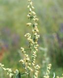 Artemisia vulgaris. Верхушка побега с соцветиями. Восточный Казахстан, Уланский р-н, с. Украинка, дачный участок. 21.07.2012.