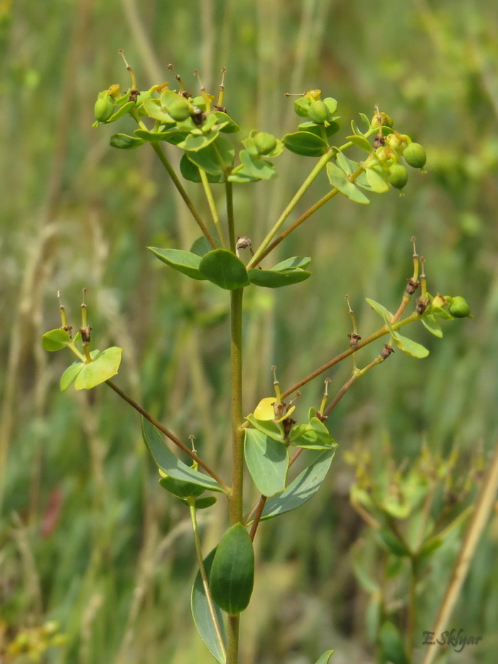 Изображение особи Euphorbia seguieriana.