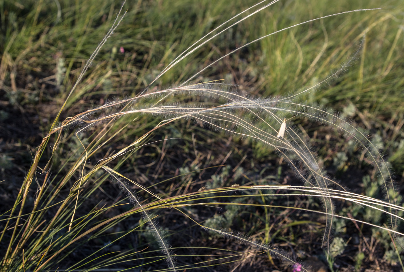 Изображение особи род Stipa.