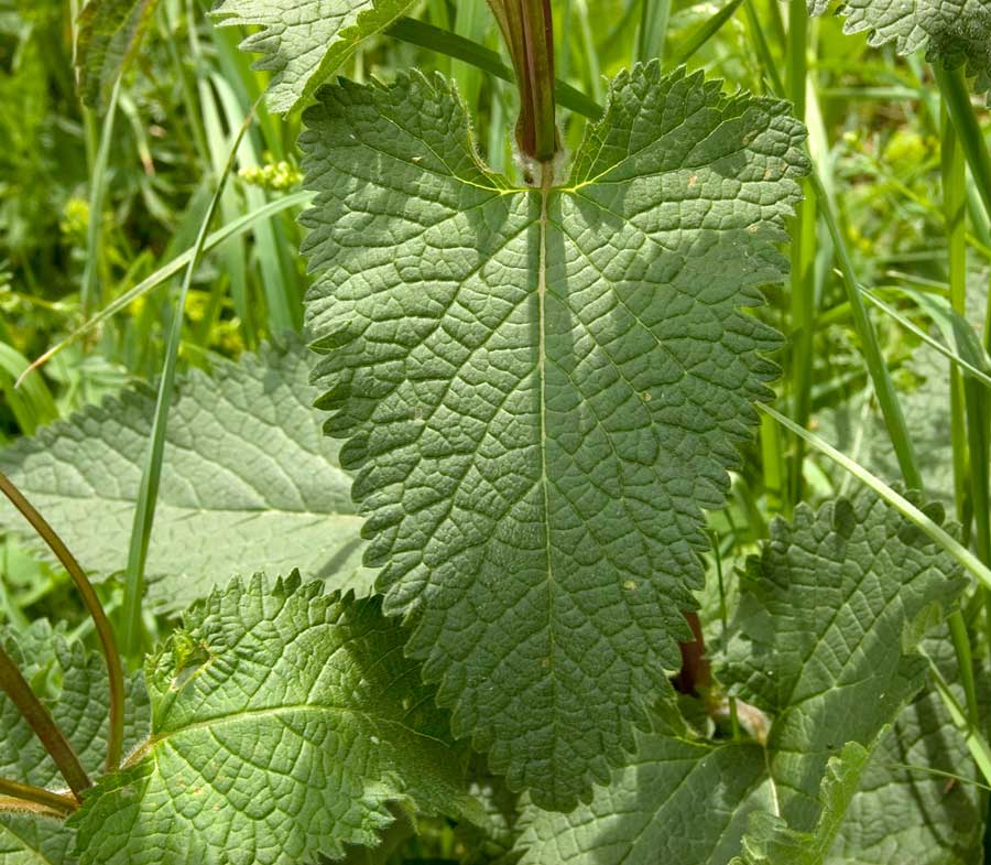 Изображение особи Phlomoides tuberosa.