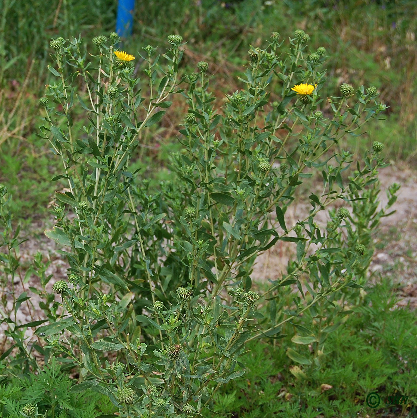 Изображение особи Grindelia squarrosa.