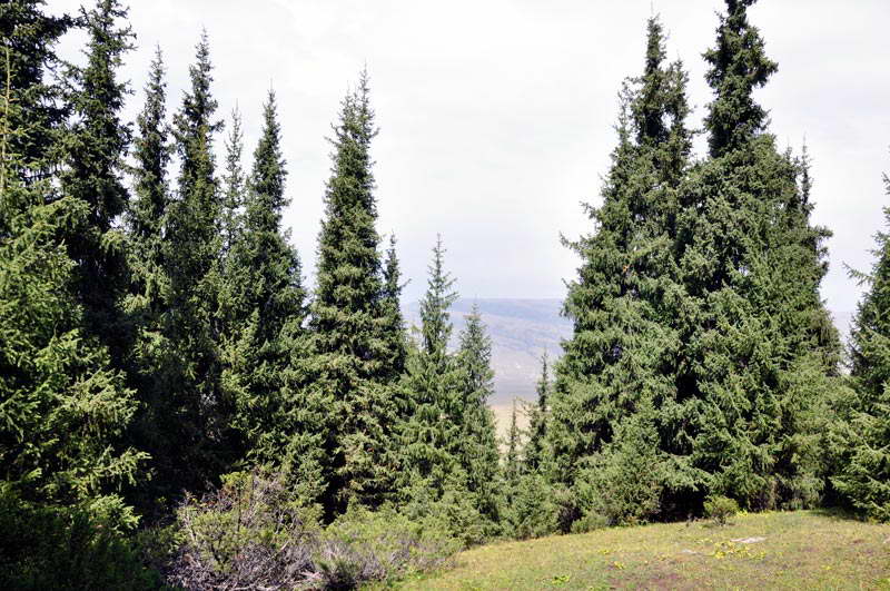 Image of Picea schrenkiana specimen.