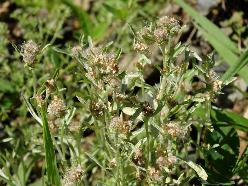 Image of Gnaphalium uliginosum specimen.