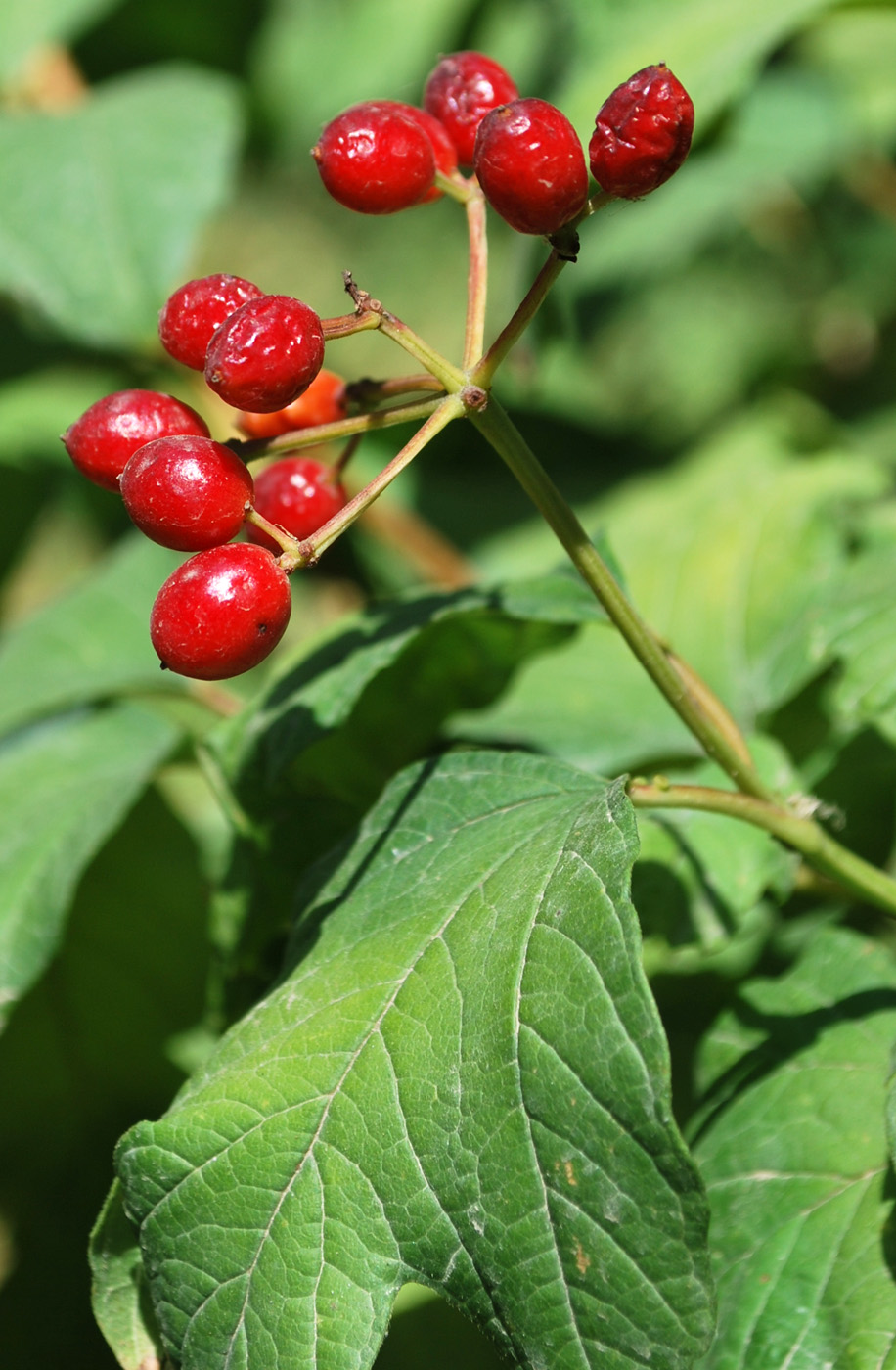 Изображение особи Viburnum opulus.