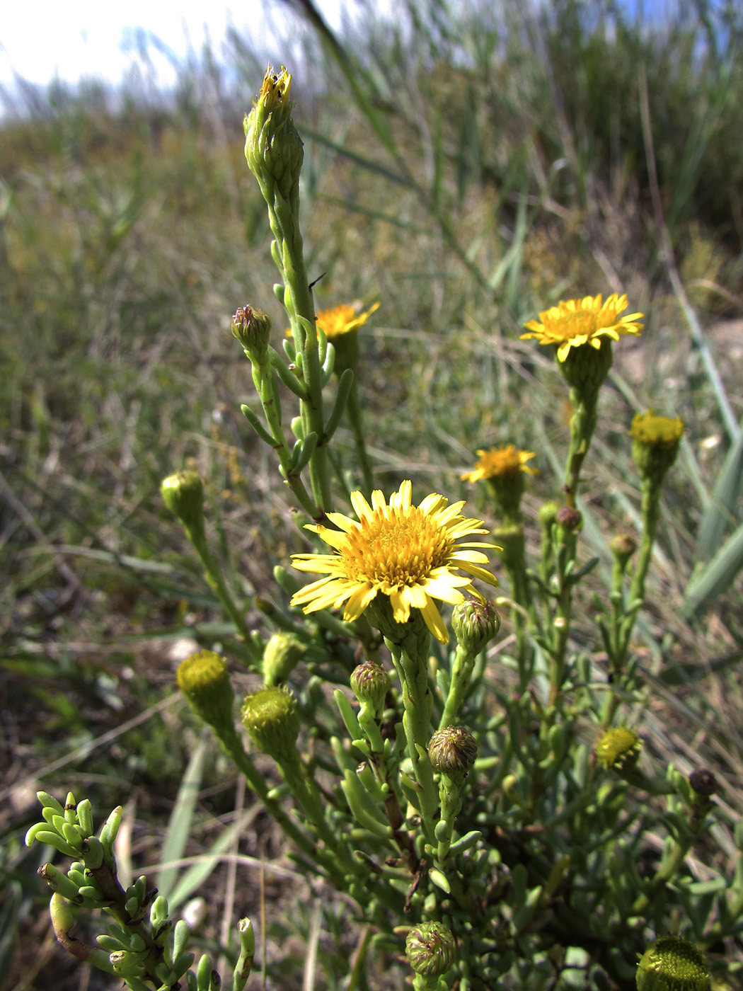 Image of Limbarda crithmoides specimen.