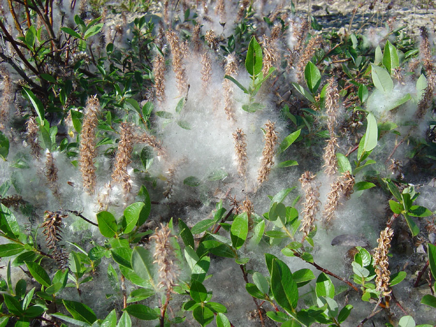 Image of Salix saxatilis specimen.