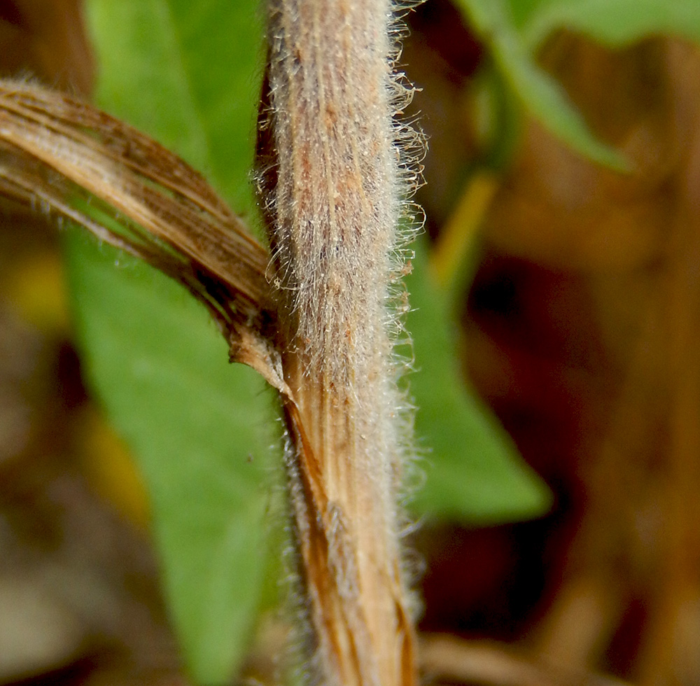 Image of Bromus wolgensis specimen.