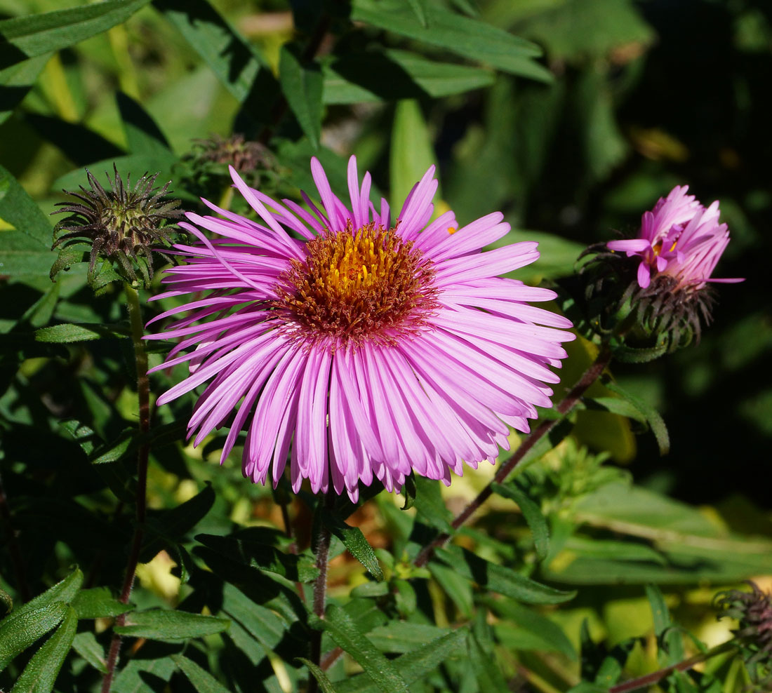 Image of Symphyotrichum novae-angliae specimen.