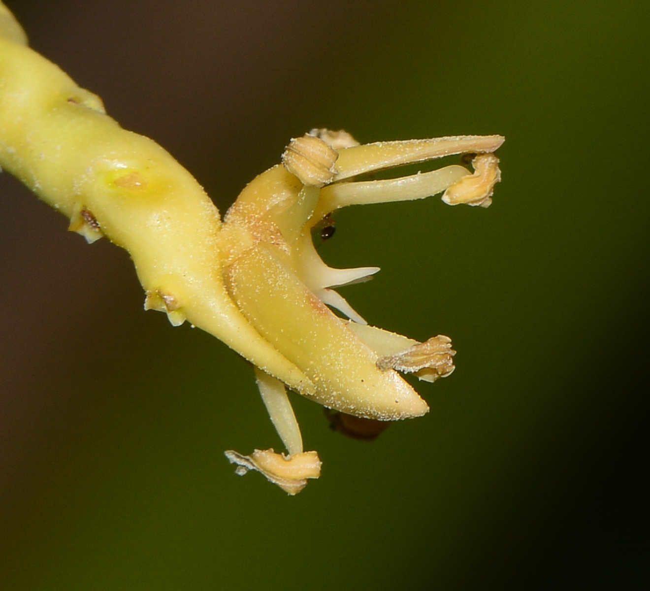 Image of Cocos nucifera specimen.