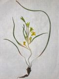 Gagea dubia. Выкопанное растение. Крым, г. Аюдаг. 27 марта 2010 г.