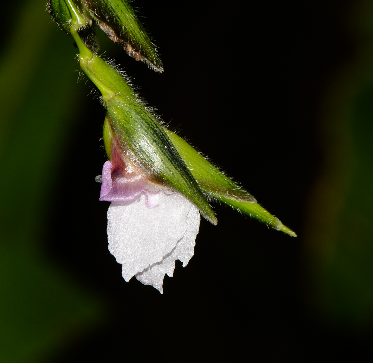 Image of Thalia geniculata specimen.