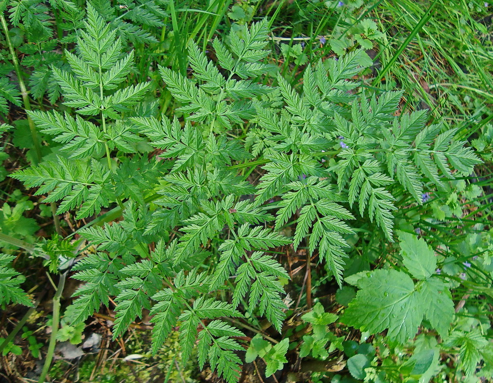 Изображение особи Anthriscus sylvestris.