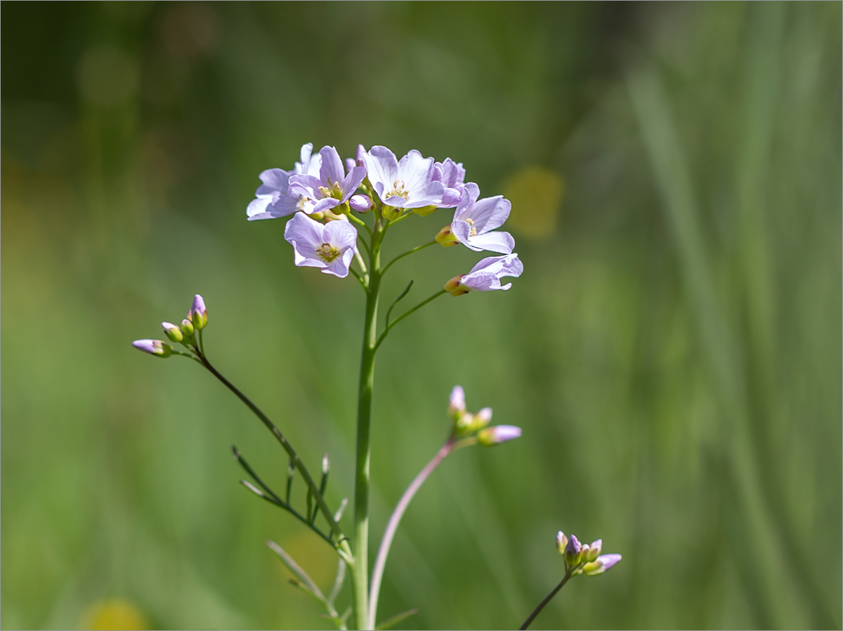 Image of Cardamine pratensis specimen.