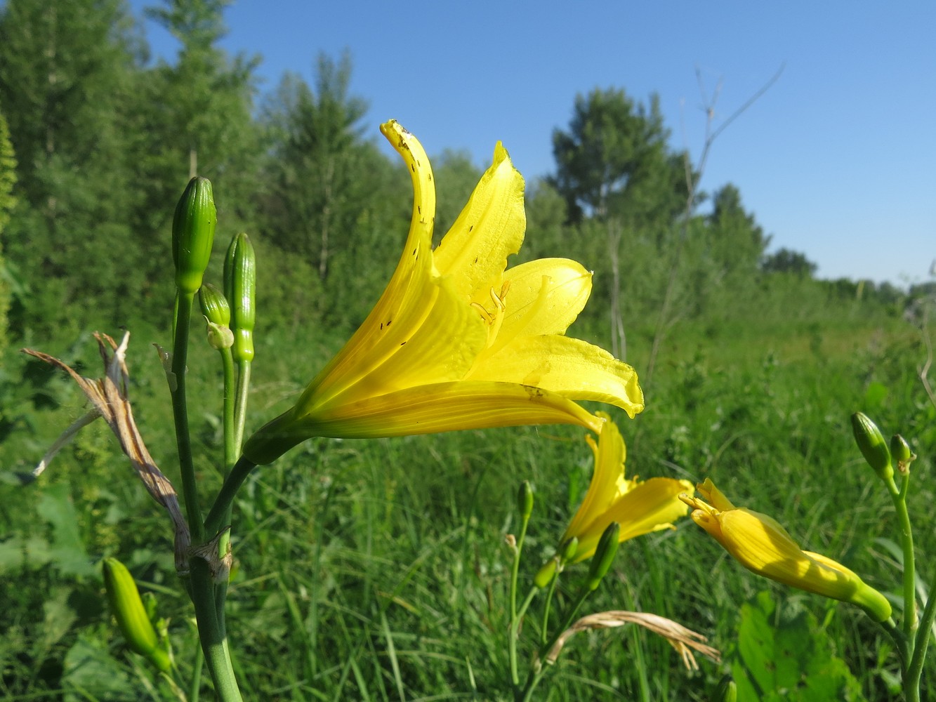 Image of Hemerocallis lilio-asphodelus specimen.