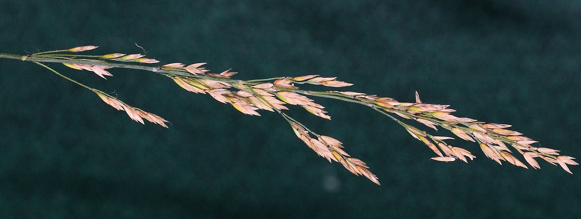 Image of Poa ochotensis specimen.