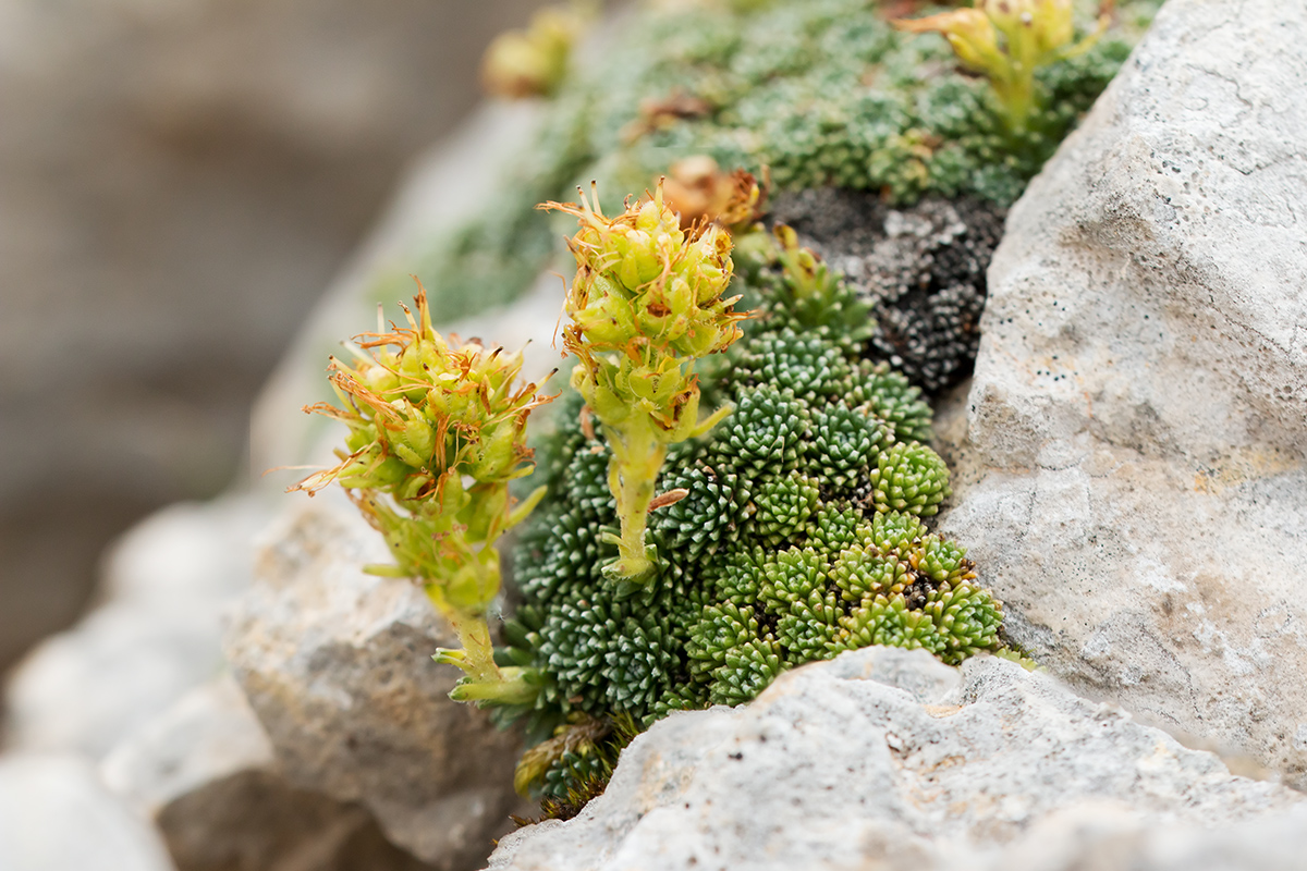 Image of Saxifraga unifoveolata specimen.