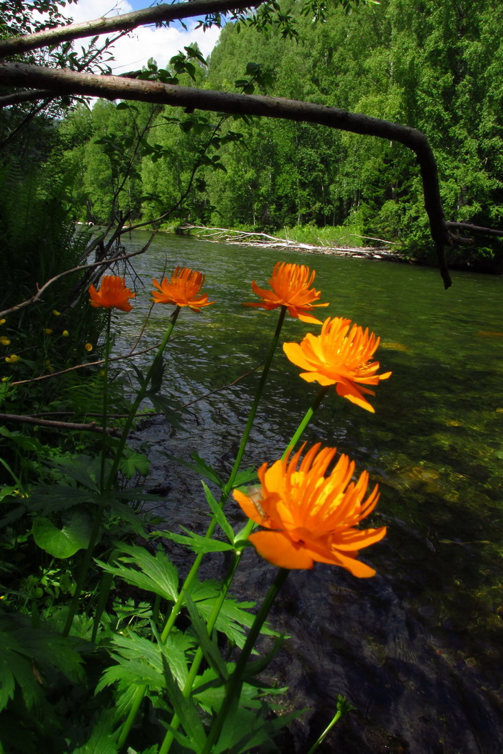 Image of Trollius vitalii specimen.