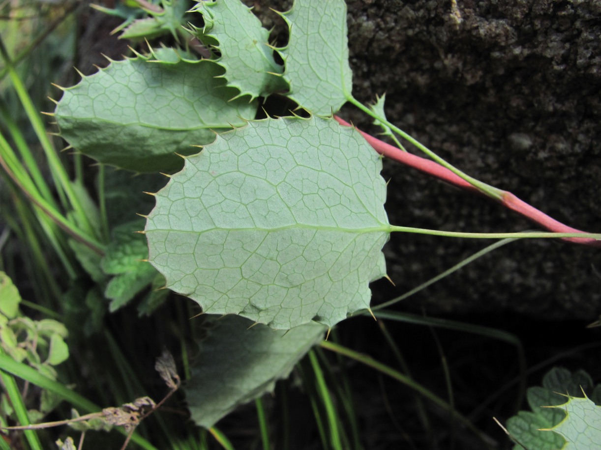 Image of Berberis vulgaris specimen.