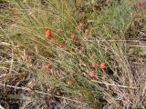 Ephedra distachya