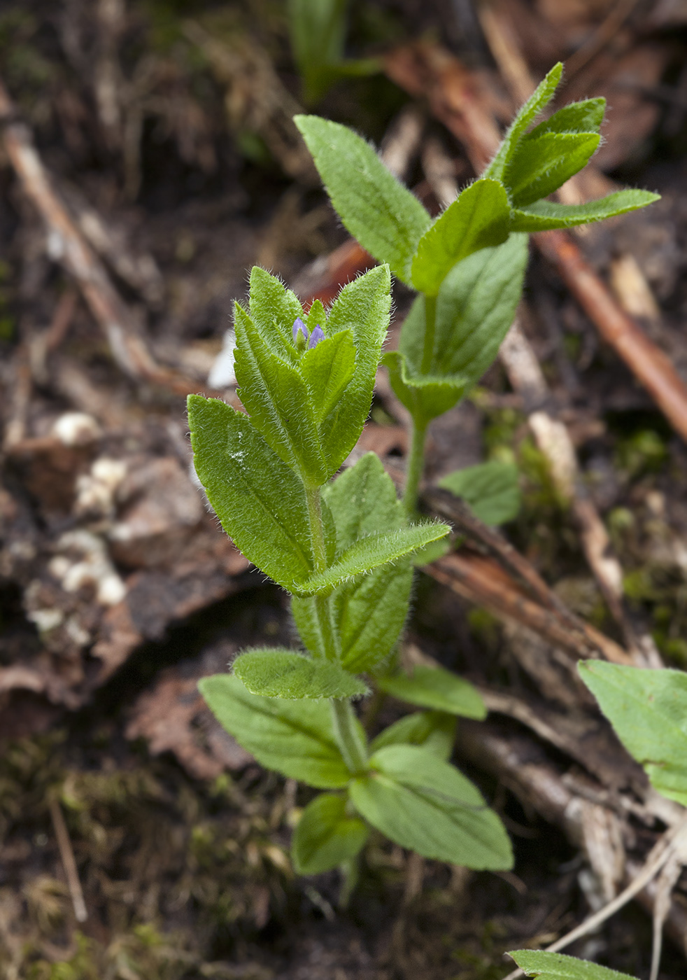 Image of Veronica stelleri specimen.