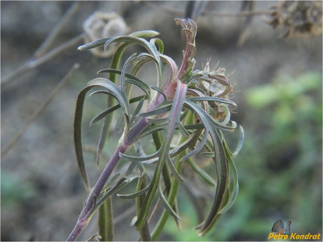 Изображение особи род Lomelosia.