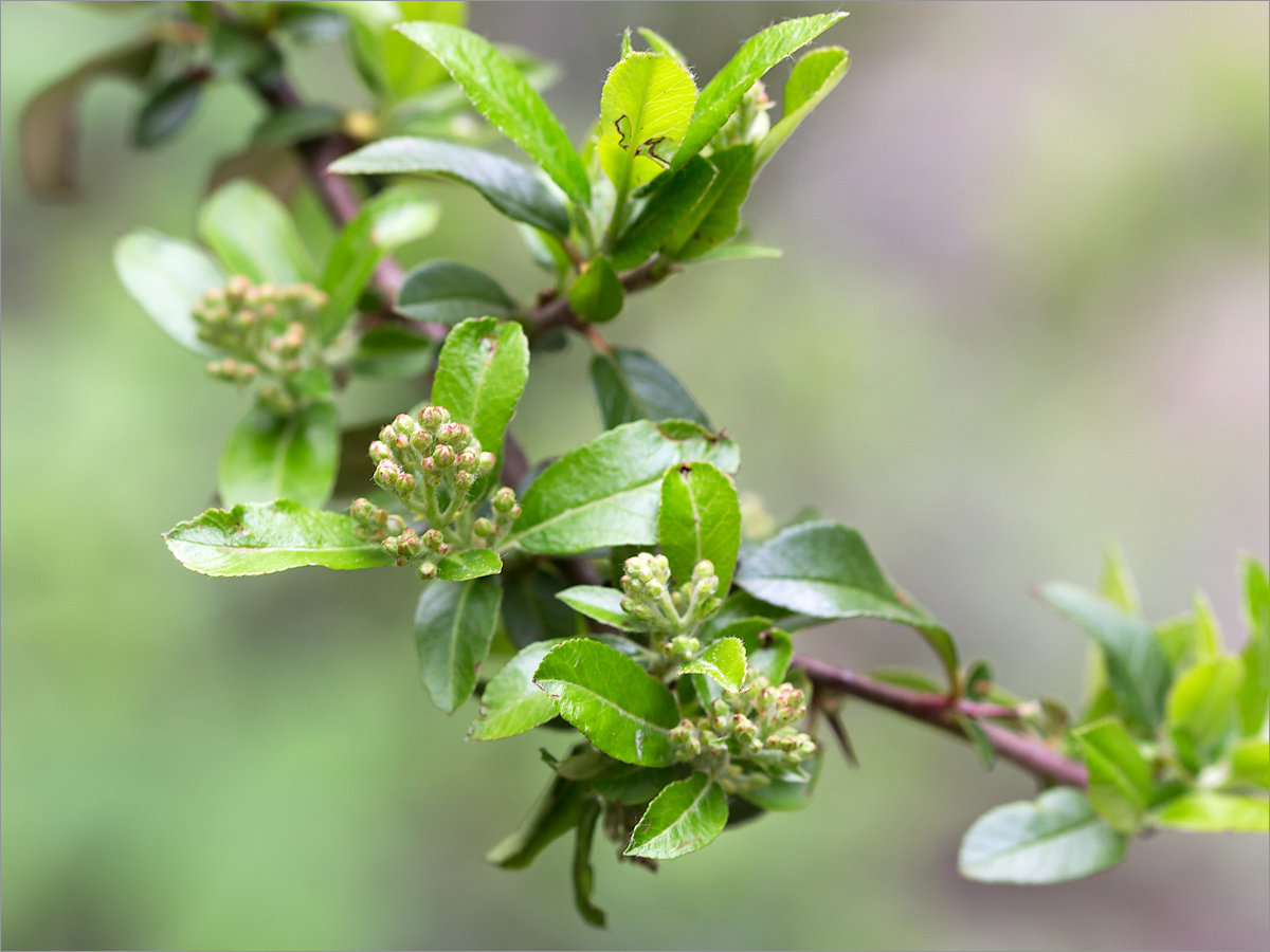 Image of Pyracantha coccinea specimen.