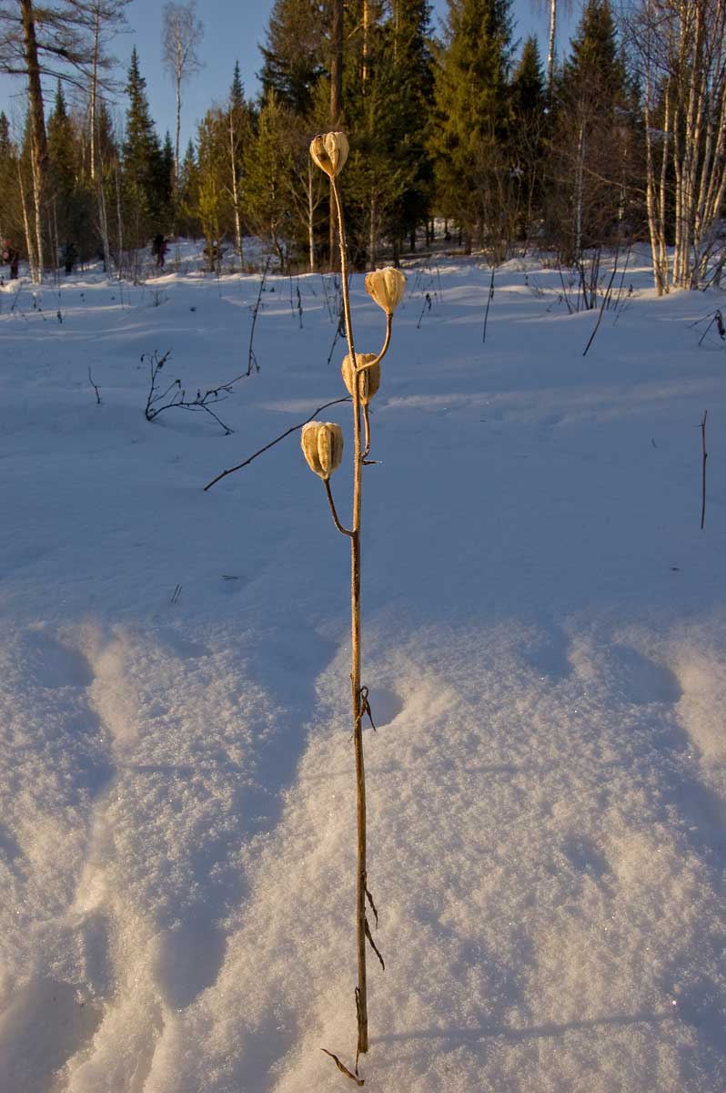 Изображение особи Lilium pilosiusculum.