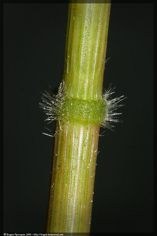 Image of Leersia oryzoides specimen.