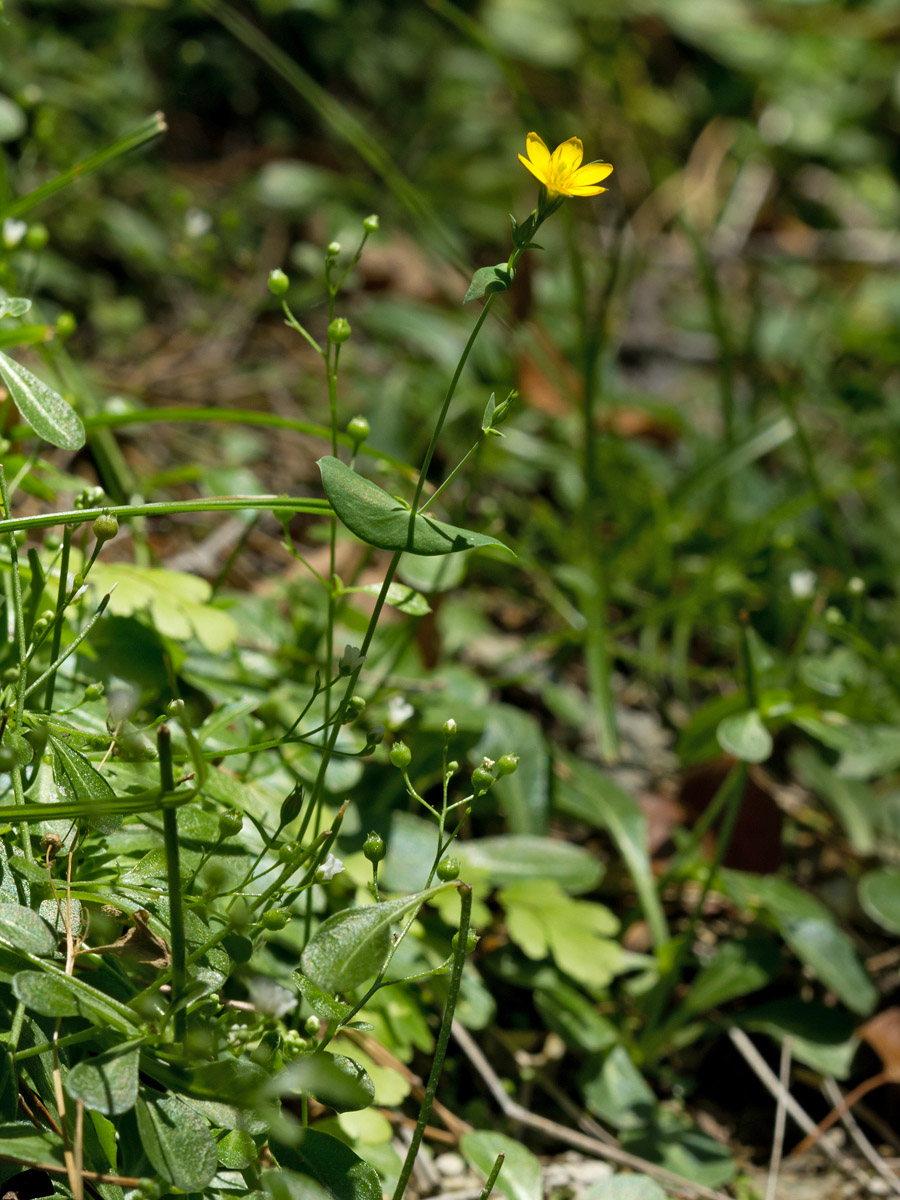 Image of Blackstonia perfoliata ssp. intermedia specimen.