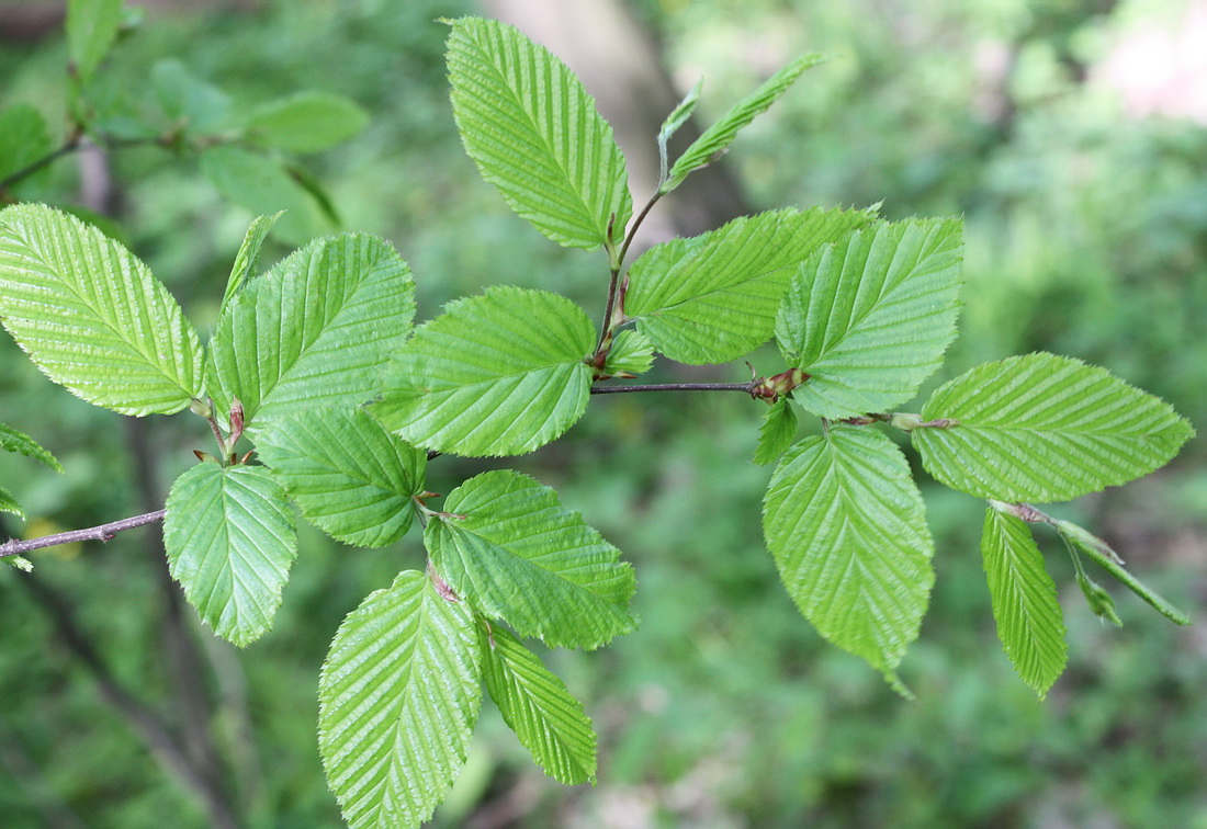 Image of Carpinus betulus specimen.