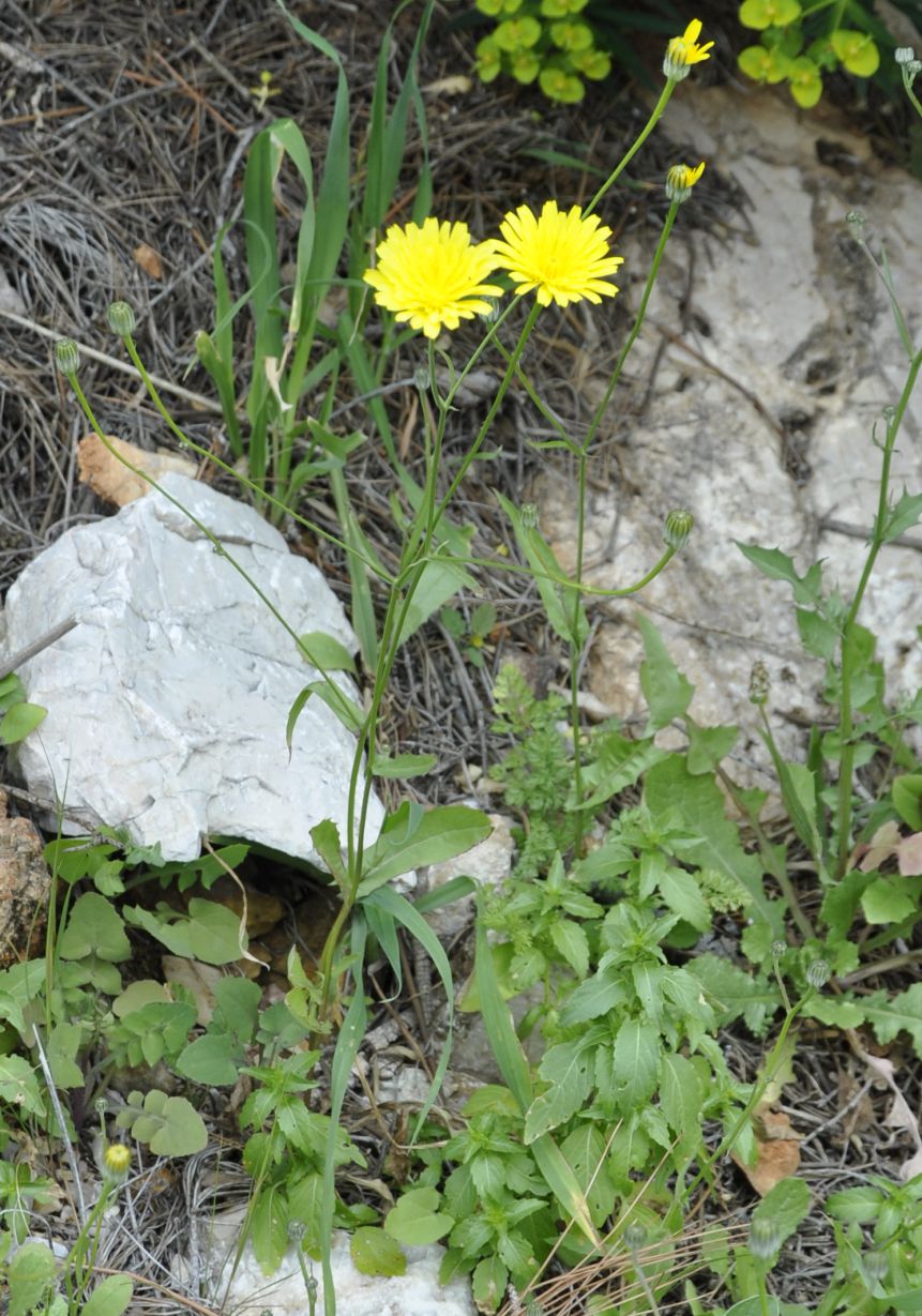 Image of Tolpis virgata specimen.