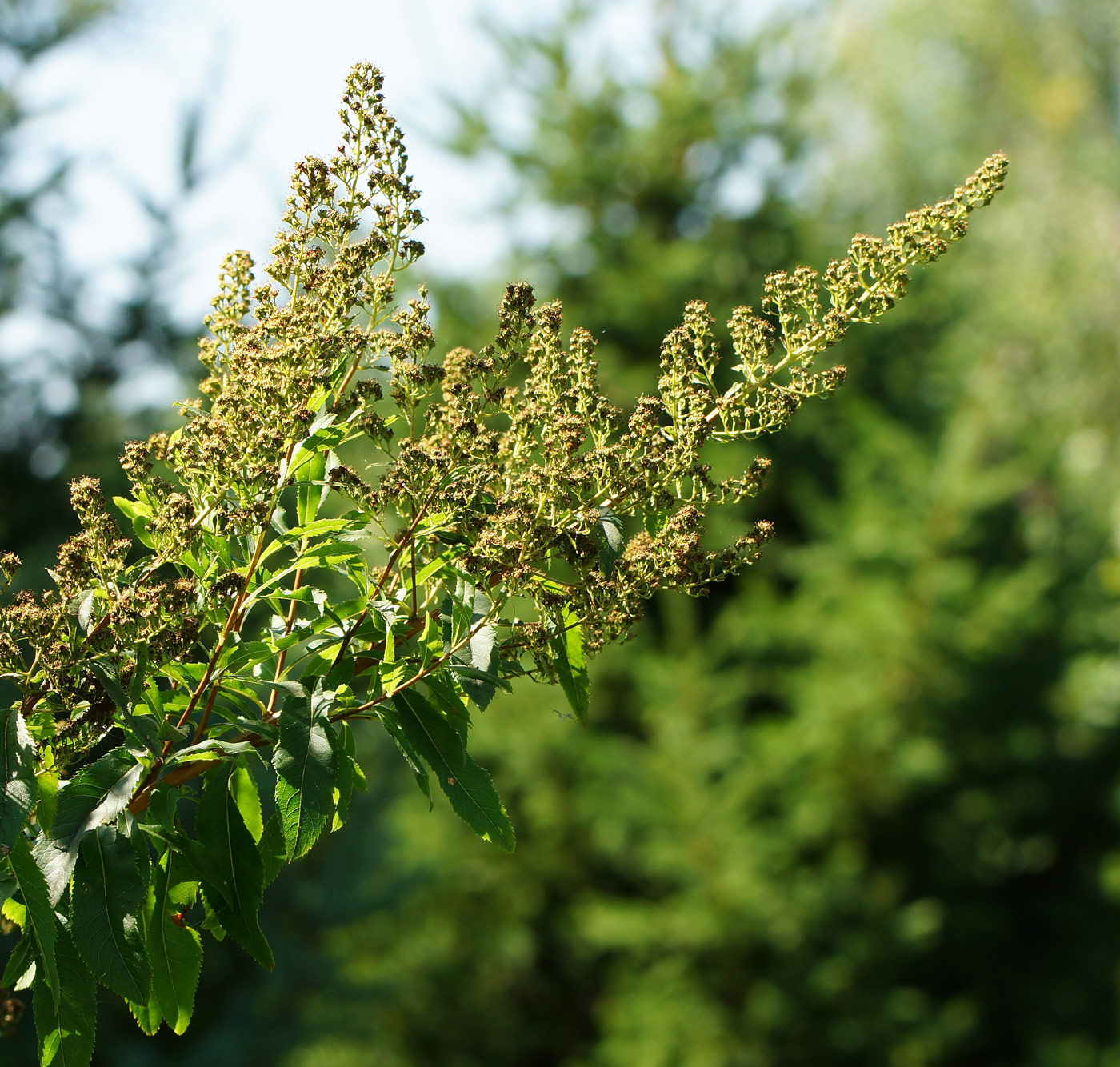 Image of Spiraea alba specimen.