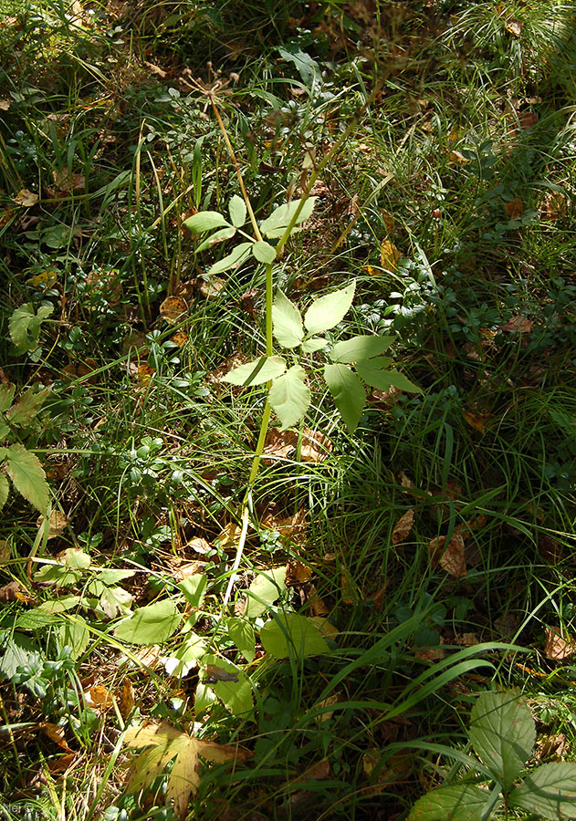 Image of Aegopodium podagraria specimen.