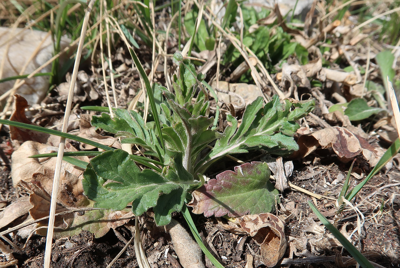 Image of Scabiosa ochroleuca specimen.