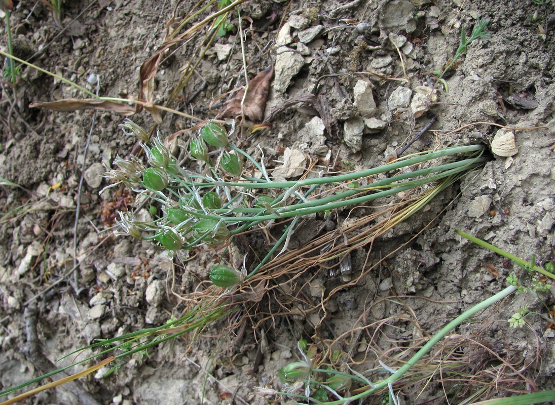 Image of Ornithogalum navaschinii specimen.