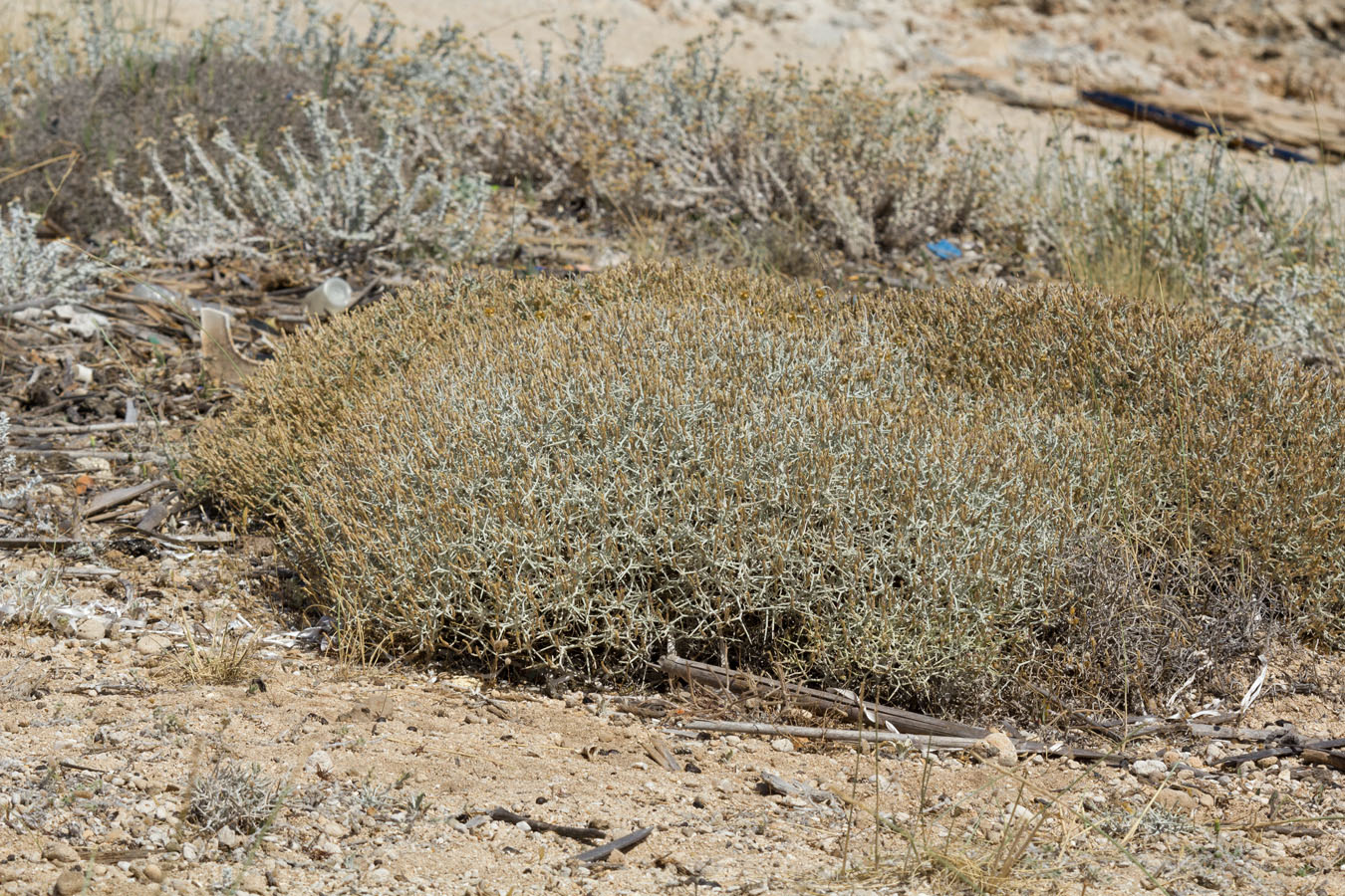 Image of Centaurea spinosa specimen.